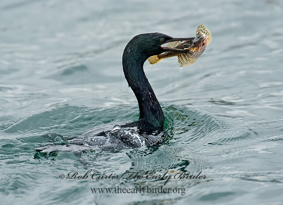 Urile pelagica  PELAGIC CORMORANT 8020088z