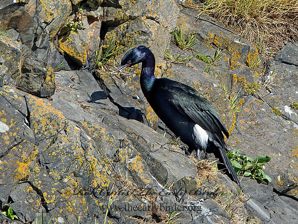 Urile pelagicus  PELAGIC CORMORANT 9060042z