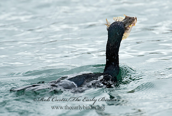 Urile pelagica  PELAGIC CORMORANT 8020089z