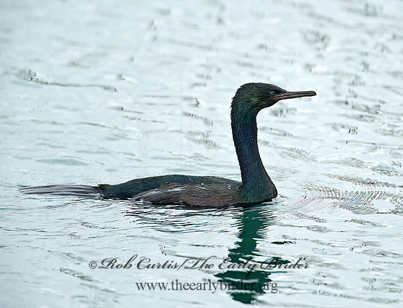 Urile pelagica  PELAGIC CORMORANT 8020179z