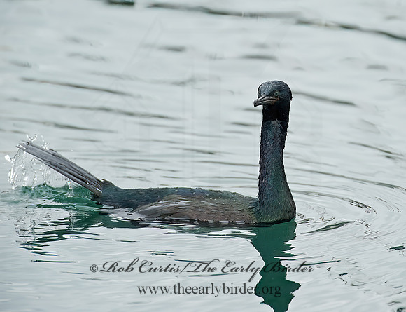 Urile pelagica  PELAGIC CORMORANT 8020177z