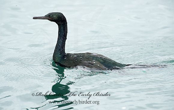 Urile pelagica  PELAGIC CORMORANT 8020172z