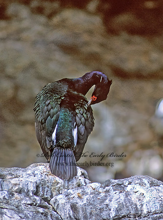 Urile pelagica  PELAGIC CORMORANT 232519z