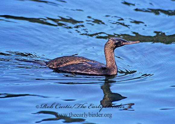 Urile pelagica  PELAGIC CORMORANT 225032z