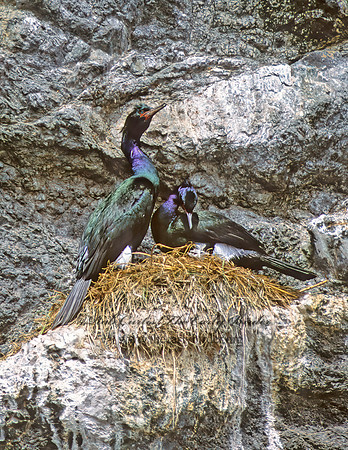 Urile pelagica  PELAGIC CORMORANT 232503z