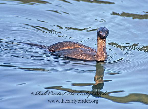 Urile pelagica  PELAGIC CORMORANT 225031z