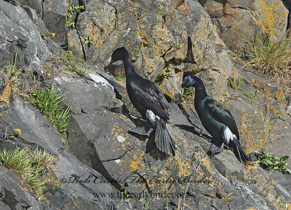 Urile pelagicus  PELAGIC CORMORANT 9060047z