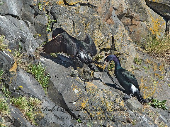 Urile pelagicus  PELAGIC CORMORANT 9060049z