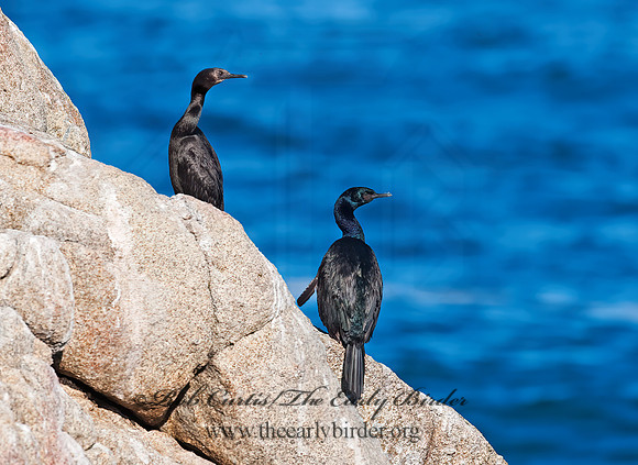 Urile pelagica  PELAGIC CORMORANT 8020493z