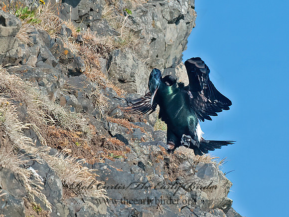 Urile pelagicus  PELAGIC CORMORANT 8037462z
