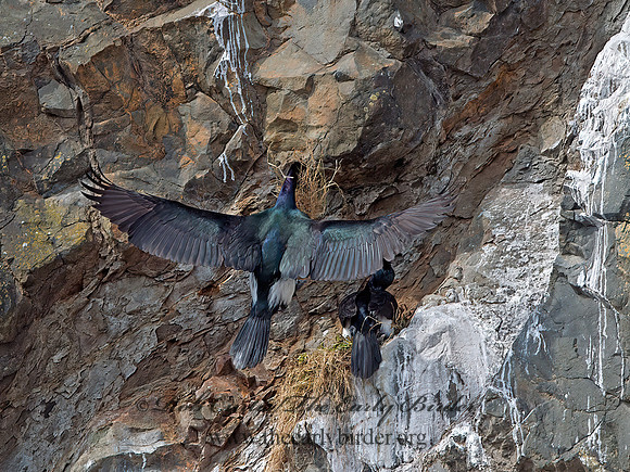 Urile pelagicus  PELAGIC CORMORANT 9060670z