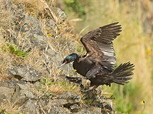Urile pelagicus  PELAGIC CORMORANT 9060136z
