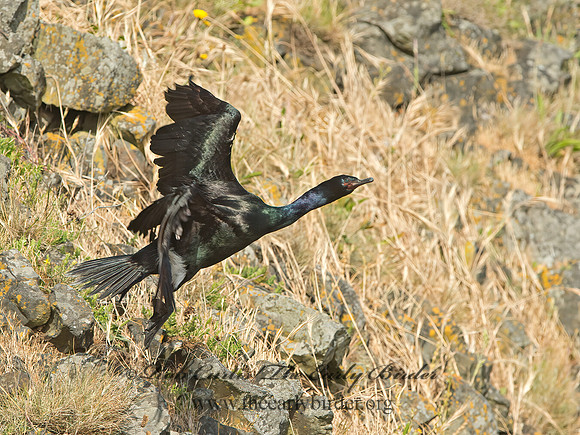 Urile pelagicus  PELAGIC CORMORANT 9060144z