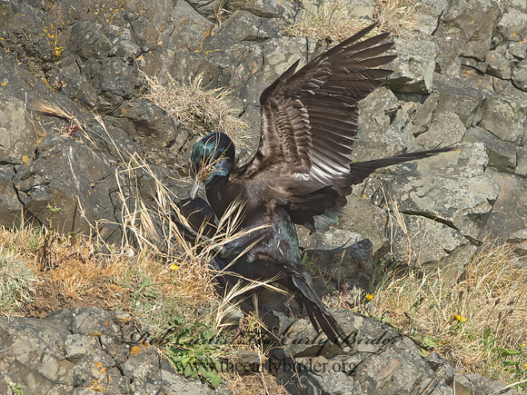 Urile pelagicus  PELAGIC CORMORANT 9060123z