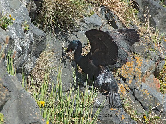 Urile pelagicus  PELAGIC CORMORANT 9060071z