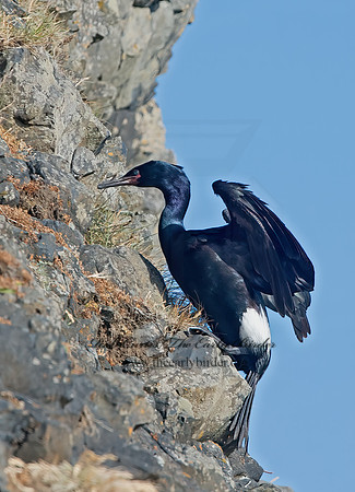 Urile pelagicus  PELAGIC CORMORANT 9060349z