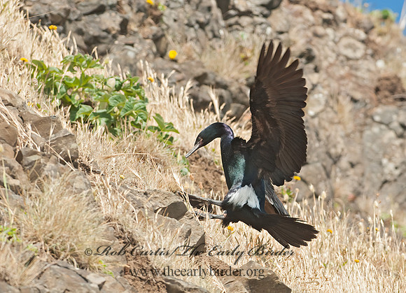 Urile pelagicus  PELAGIC CORMORANT 8037445z