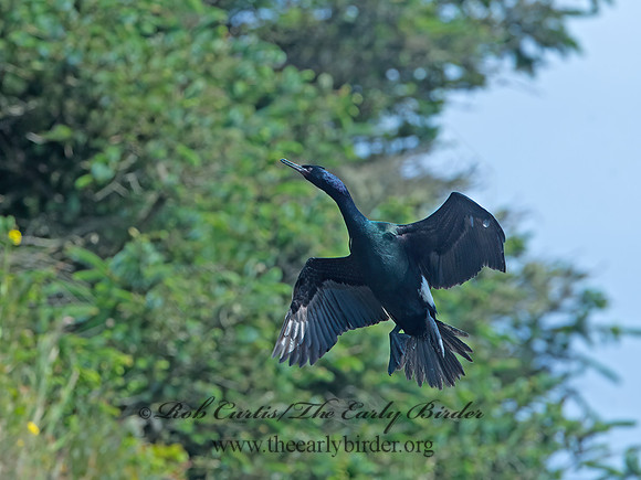 Urile pelagicus  PELAGIC CORMORANT 9059858z