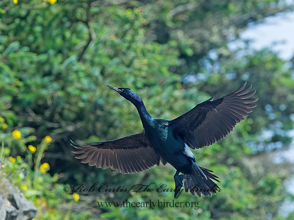 Urile pelagicus  PELAGIC CORMORANT 9059859z