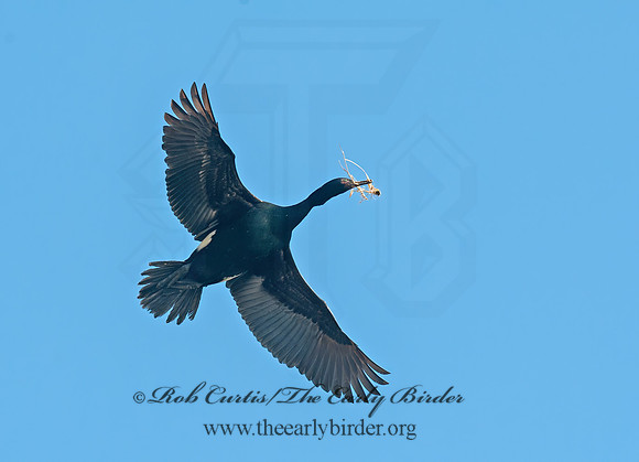 Urile pelagicus  PELAGIC CORMORANT 8037451z