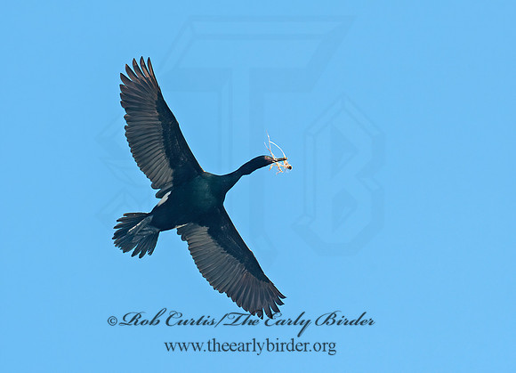 Urile pelagicus  PELAGIC CORMORANT 8037452z