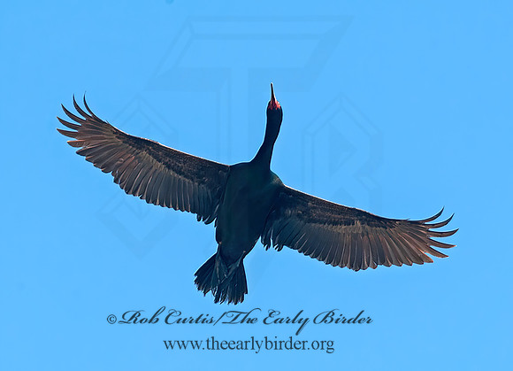 Urile pelagicus  PELAGIC CORMORANT 8037446z