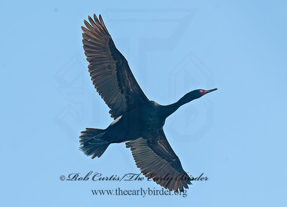 Urile pelagicus  PELAGIC CORMORANT 8037449z