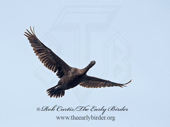 Urile pelagicus  PELAGIC CORMORANT 9059601z