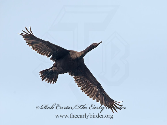 Urile pelagicus  PELAGIC CORMORANT 9059603z