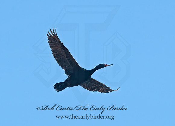 Urile pelagicus  PELAGIC CORMORANT 8037346z