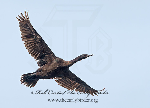 Urile pelagicus  PELAGIC CORMORANT 9059606z