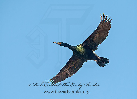 Urile pelagicus  PELAGIC CORMORANT 8037362z