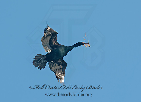 Urile pelagicus  PELAGIC CORMORANT 8037454z