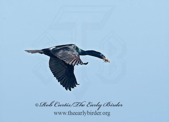 Urile pelagicus  PELAGIC CORMORANT 8037465z
