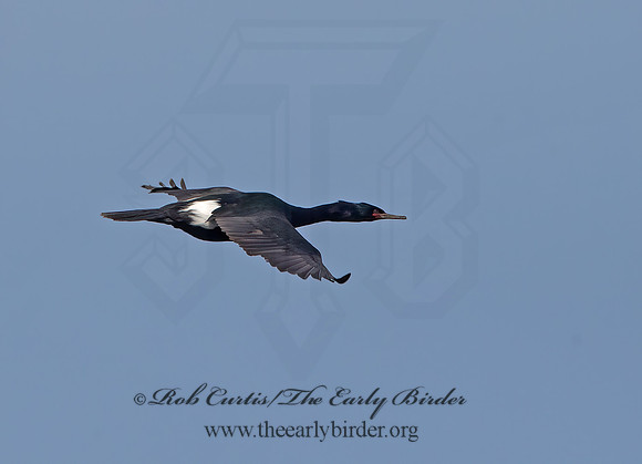Urile pelagicus  PELAGIC CORMORANT 9059587z