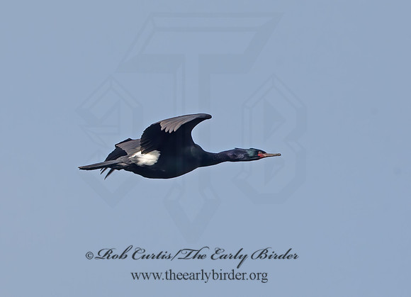 Urile pelagicus  PELAGIC CORMORANT 9059590z