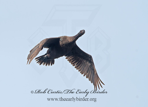 Urile pelagicus  PELAGIC CORMORANT 9059600z