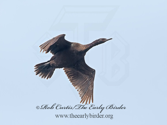 Urile pelagicus  PELAGIC CORMORANT 9059605z