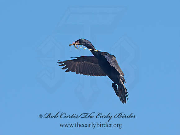 Urile pelagicus  PELAGIC CORMORANT 9060341z