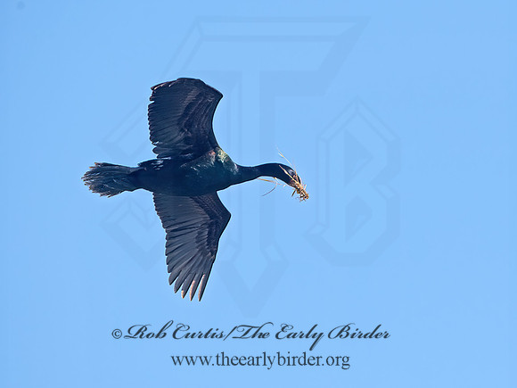 Urile pelagicus  PELAGIC CORMORANT 9060257z