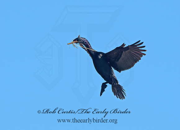 Urile pelagicus  PELAGIC CORMORANT 9060342z