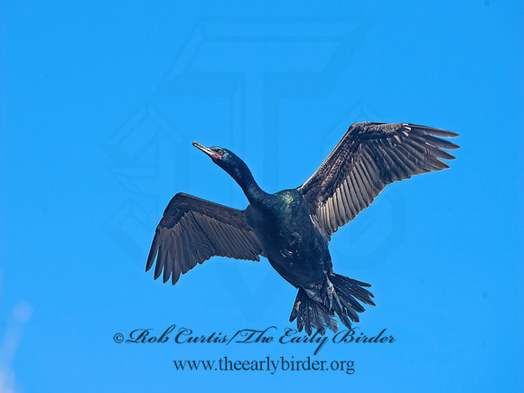 Urile pelagicus  PELAGIC CORMORANT 9060112z