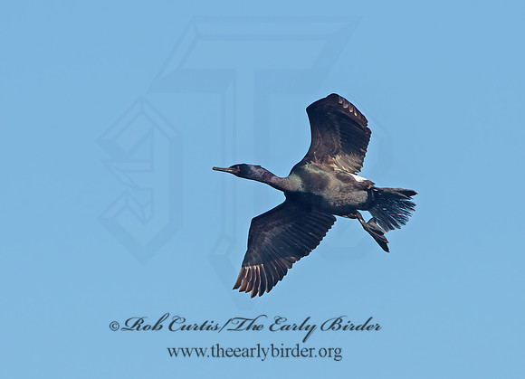 Urile pelagicus  PELAGIC CORMORANT 9060372z