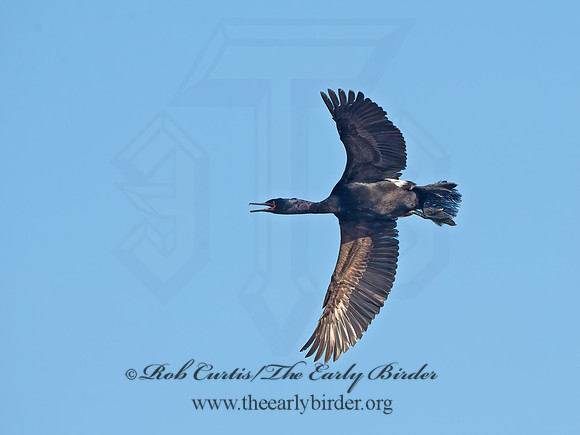Urile pelagicus  PELAGIC CORMORANT 9060374z