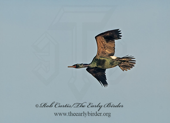 Urile pelagicus  PELAGIC CORMORANT 9060417z