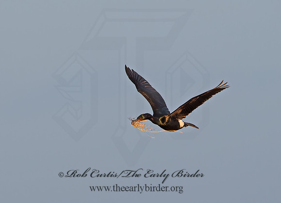 Urile pelagicus  PELAGIC CORMORANT 9060425z
