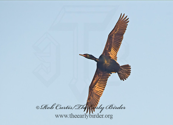 Urile pelagicus  PELAGIC CORMORANT 9060428z