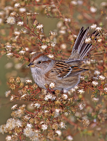 Spizelloides arborea  AMERICAN TREE SPARROW 1278121z