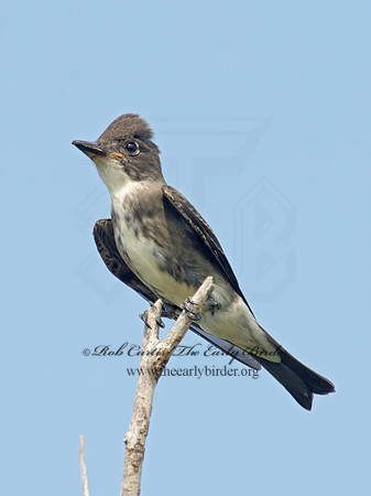 Contopus cooperi  OLIVE-SIDED FLYCATCHER 9003976z
