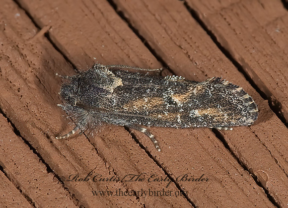 Acrolophus TUBEWORM MOTH  6025104z